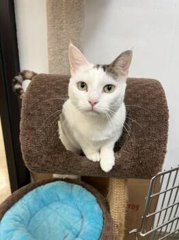 Domestic Short Hair Cats Available for Adoption in Palmetto, Florida - Kalypso | PetCurious