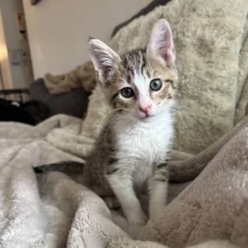 Domestic Short Hair Cats Available for Adoption - Juniper | PetCurious