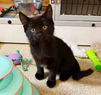 Rescue Domestic Short Hair Cats for Adoption in Seal Beach, California - Kitten Hanbin | PetCurious