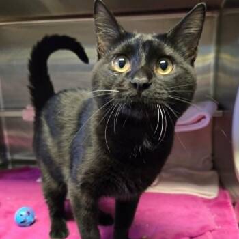 Domestic Short Hair Cats Available for Adoption in Watertown, Wisconsin - Finley | PetCurious