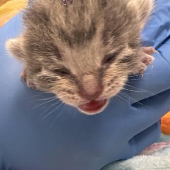 Polar Bear -  Domestic Short Hair Cat for Adoption in West Palm Beach, Florida - Polar Bear | PetCurious