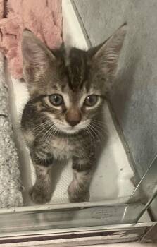 Ziggy -  Domestic Short Hair Cat for Adoption in Walnut Creek, California - Ziggy | PetCurious