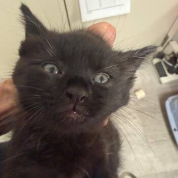 Tierney de Fluff -  Domestic Short Hair Cat for Adoption in Waldorf, Maryland - Tierney De Fluff | PetCurious