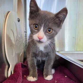 Skipper -  Domestic Short Hair Cat for Adoption in Asheville, North Carolina - Skipper | PetCurious