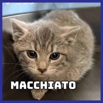 Domestic Short Hair Cats Available for Adoption - Macchiato | PetCurious