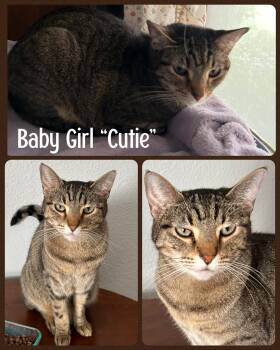 Rescue Domestic Short Hair and Tabby Cats for Adoption in Fort Worth, Texas - Baby Girl "Cutie" | PetCurious
