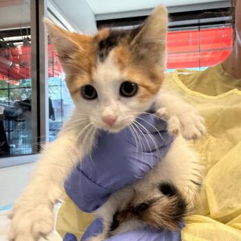 Parmida -  Domestic Short Hair Cat for Adoption in Salt Lake City, Utah - Parmida | PetCurious