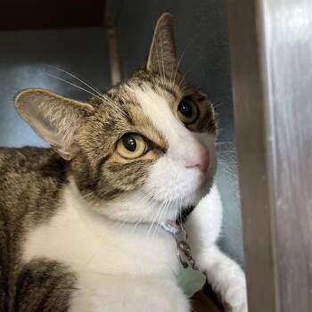 Namaari -  Domestic Short Hair Cat for Adoption in Uniontown, Pennsylvania - Namaari | PetCurious