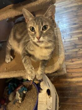 Muffin -  Dilute Calico Cat for Adoption in Howell, Michigan - Muffin | PetCurious
