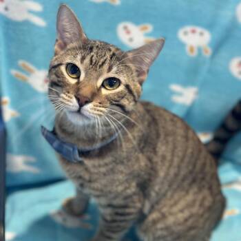 Cao Cao -  Domestic Short Hair Cat for Adoption in Matteson, Illinois - Cao Cao | PetCurious