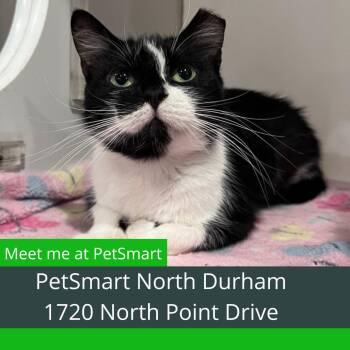 Possum -  Domestic Short Hair Cat for Adoption in Durham, North Carolina - Possum | PetCurious