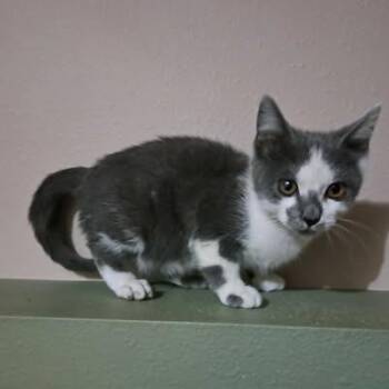 Cloudy -  Domestic Short Hair Cat for Adoption in Alma, Wisconsin - Cloudy | PetCurious