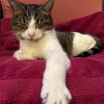 Domestic Short Hair Cats Available for Adoption - **COURTESY LISTING** Rosie | PetCurious