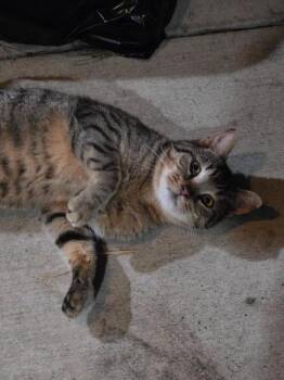 Oliver -  Domestic Short Hair Cat for Adoption in Auburn, Indiana - Oliver | PetCurious