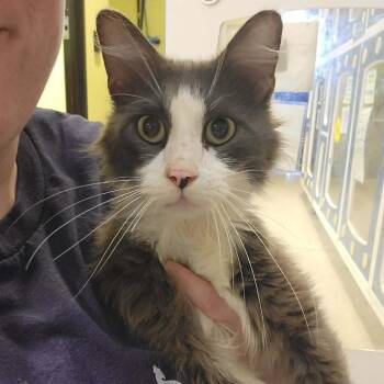 Mr. Dekarios -  Domestic Long Hair Cat for Adoption in Columbia, Missouri - Mr. Dekarios | PetCurious