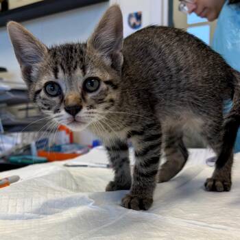 Domestic Short Hair Cats Available for Adoption in Nashville, Tennessee - Willy | PetCurious