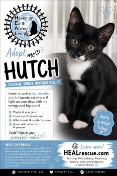 Hutch -  Tuxedo Cat for Adoption in Fort Myers, Florida - Hutch | PetCurious