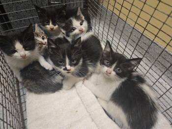 Domestic Short Hair Cats Available for Adoption in Tustin, California - LEEK | PetCurious