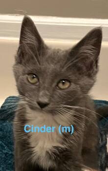 Cinder Kitten -  Domestic Short Hair Cat for Adoption in New Bern, North Carolina - Cinder Kitten | PetCurious