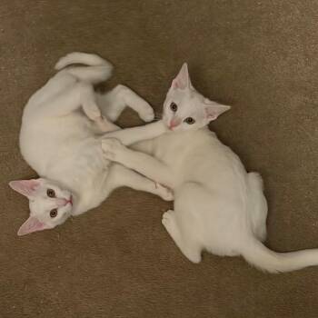 Nube (Bonded to Rayo) -  Domestic Short Hair Cat for Adoption in Wilmington, Delaware - Nube (Bonded To Rayo) | PetCurious