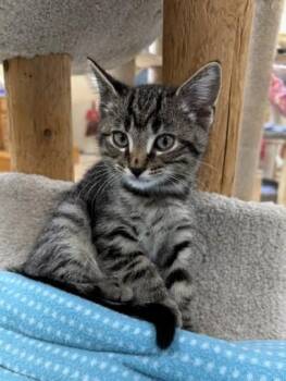 Hans -  Domestic Short Hair Cat for Adoption in Medina, Ohio - Hans | PetCurious