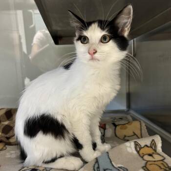 Bonita -  Domestic Short Hair Cat for Adoption in Abilene, Texas - Bonita | PetCurious