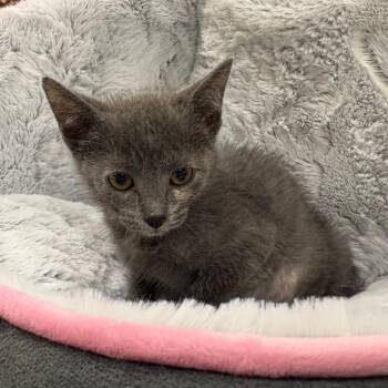 Petra -  Domestic Short Hair Cat for Adoption in NEW PT RICHEY, Florida - Petra | PetCurious