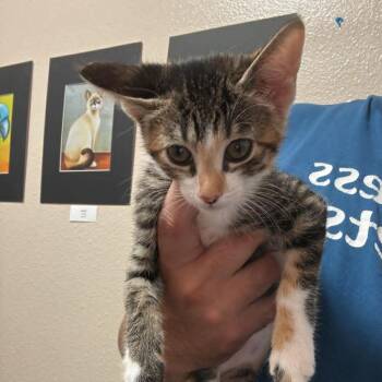 Domestic Short Hair Cats Available for Adoption in Chino Hills, California - Koko - Chino Hills Location | PetCurious