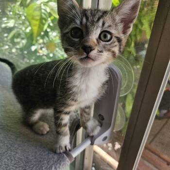 Tabby and American Shorthair Cats Available for Adoption in Los Angeles, California - Taro | PetCurious
