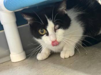 Bunny -  Domestic Short Hair Cat for Adoption in Syracuse, Indiana - Bunny | PetCurious