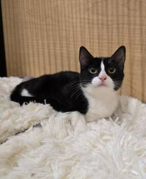 Domestic Short Hair Cats Available for Adoption - Wisp | PetCurious