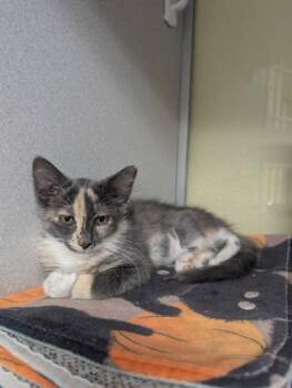 Riley -  Domestic Short Hair Cat for Adoption in Divide, Colorado - Riley | PetCurious