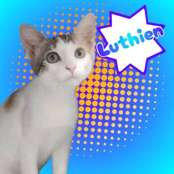 Luthien -  Domestic Short Hair Cat for Adoption in Aransas Pass, Texas - Luthien | PetCurious