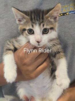 Flynn Ryder+ -  Domestic Short Hair Cat for Adoption in Cambridge, Maryland - Flynn Ryder+ | PetCurious