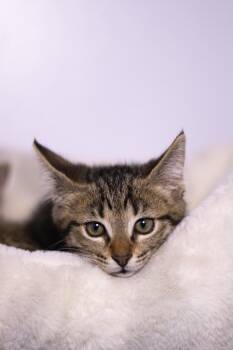 Tyrion -  Domestic Short Hair Cat Available for Adoption in Collierville, Tennessee - Tyrion | PetCurious