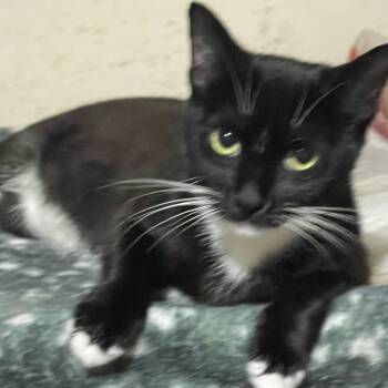 Betty Boop -  Domestic Short Hair Cat for Adoption in Liverpool, Texas - Betty Boop | PetCurious