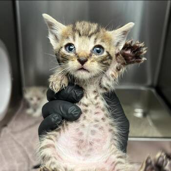 Maple -  Domestic Short Hair Cat for Adoption in Redwood City, California - Maple | PetCurious
