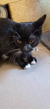 TIP TOES -  Domestic Short Hair Cat for Adoption in Crossville, Tennessee - TIP TOES | PetCurious