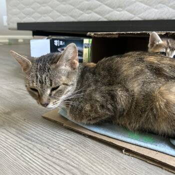 Phoenix -  Domestic Short Hair Cat for Adoption in Evensville, Tennessee - Phoenix | PetCurious