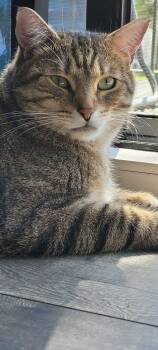 Domestic Short Hair Cats Available for Adoption in Chilliwack, British Columbia - Mr. Bean’s  | PetCurious