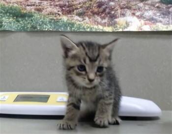 A554270 -  Domestic Short Hair Cat for Adoption in Moreno Valley, California - A554270 | PetCurious