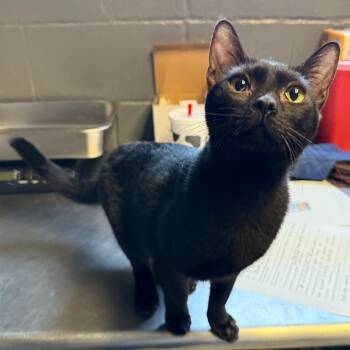 Mildred -  Domestic Short Hair Cat for Adoption in Tuscaloosa, Alabama - Mildred | PetCurious