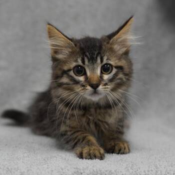 Venice -  Domestic Medium Hair Cat for Adoption in Redwood City, California - Venice | PetCurious