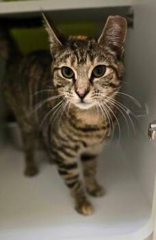 Domestic Short Hair Cats Available for Adoption in New York, New York - Kiki | PetCurious