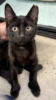 Jake -  Domestic Short Hair Cat for Adoption in New Rochelle, New York - Jake | PetCurious