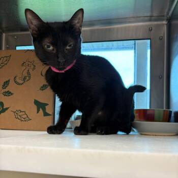 Agnes -  Domestic Short Hair Cat for Adoption in Fairport, New York - Agnes | PetCurious