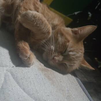 Nachos -  Domestic Short Hair Cat for Adoption in Carmel, Indiana - Nachos | PetCurious