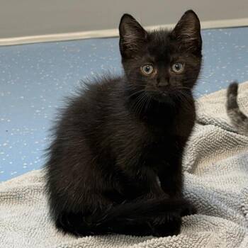 Yeti -  Domestic Short Hair Cat for Adoption in Watertown, New York - Yeti | PetCurious