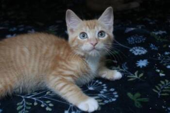 Dock -  Domestic Short Hair Cat for Adoption in Brunswick, Georgia - Dock | PetCurious