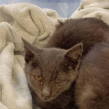 Rescue Domestic Short Hair Cats for Adoption in Lynchburg, Virginia - Omari Pope | PetCurious